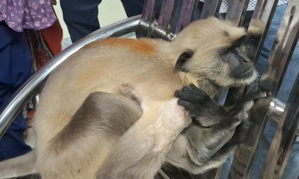 চিকিৎসা নিতে ক্লিনিকে হাজির অসুস্থ হনুমান