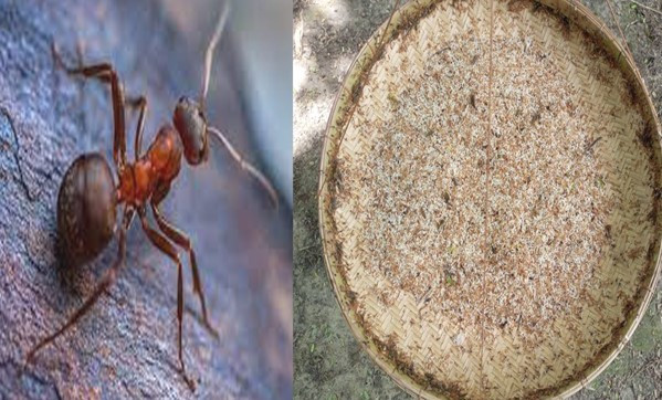 পিঁপড়ার ডিম বিক্রি করে চলে সংসার
