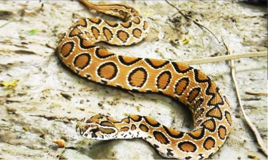 ৫ দিনে ১২ রাসেলস ভাইপার উদ্ধার, আতঙ্কে এলাকাবাসী